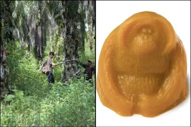 14,600 orangutana preostalo je u divljini; jednom kad nestanu, gotovo je…