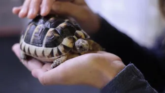 Kornjača kao kućni ljubimac - kako se pravilno brinuti o njoj?