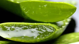8 razloga zašto bi trebala redovito nanositi Aloe vera gel na lice