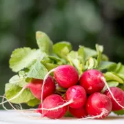 Namirnica u fokusu &ndash; rotkvica