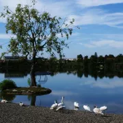Vinkovci - šarmantna turistička destinacija u koju ćete se poželjeti vratiti