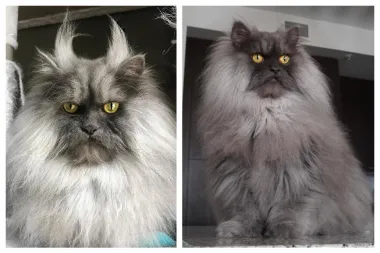 Ovo je Juno - mačka koja ima bolju 'kosu' od svih nas