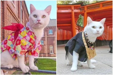 Japan ima novu atrakciju - svetište mačaka