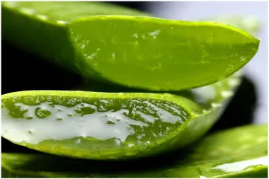 Zašto bi aloe veru trebala uvrstiti u njegu kože i kose