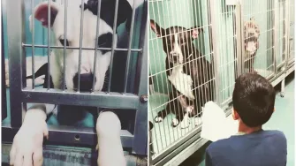 Ovaj dječak koji čita psima u skloništu najljepša je stvar koju ćeš danas vidjeti