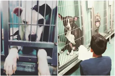 Ovaj dječak koji čita psima u skloništu najljepša je stvar koju ćeš danas vidjeti