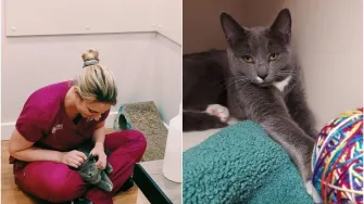 Posao iz snova: Veterinarska klinika u Irskoj zapošljava osobu koja će se maziti s mačkama