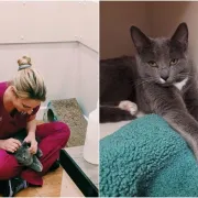 Posao iz snova: Veterinarska klinika u Irskoj zapošljava osobu koja će se maziti s mačkama