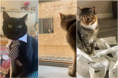 Nismo samo mi u izolaciji - i naše mačke su. Ovi vlasnici podijelili su smiješne fotke kako njihovi ljubimci provode vrijeme