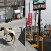Dok su ljudi u samoizolaciji u kućama, ove životinje okupiraju ulice i uživaju
