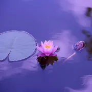 Donosimo ti šest vođenih meditacija na hrvatskom jeziku - zahvalnost, ljubav, otpuštanje prošlosti...