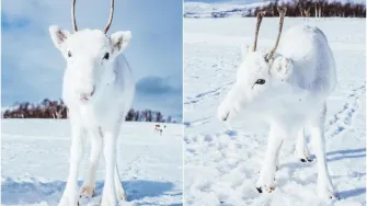 Fotograf se našao oči u oči s čarobnim bijelim sobom, a slike će te oduševiti