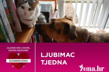 Biramo 'Ljubimca tjedna': Nominiraj svog psa, mačku, pagigu, zamorca ili zmiju. Svi su dobrodošli