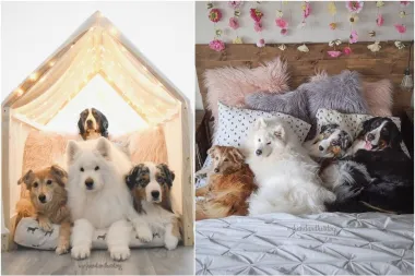 Upoznaj najslađu pseću četvorku na Instagramu koja će ti odmah izmamiti osmijeh na lice