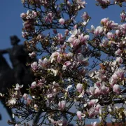 Magnolija je prava kraljica proljeća. Uživaj u ovim prekrasnim kadrovima snimljenim diljem Hrvatske, ali i svijeta