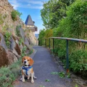 Mr. Scooby - šarmer kojem nitko ne može odoljeti, a nismo ni mi. On je naš 'Ljubimac tjedna'
