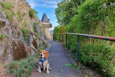 Mr. Scooby - šarmer kojem nitko ne može odoljeti, a nismo ni mi. On je naš 'Ljubimac tjedna'