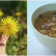 Maslačak - podcijenjena vitaminska bomba sa sto lica koju obožavamo