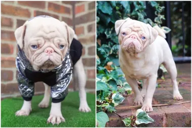 Ružičasti mops Milkshake jedan je od manje od 100 takvih na svijetu i uistinu je poseban