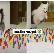Mačke vs. psi: Viralni izazov pokazao koliko se ljubimci razlikuju (i dobro nas nasmijao)