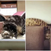 S njima nikad nije dosadno: Urnebesni trenuci iz života mačaka koji će te sigurno nasmijati