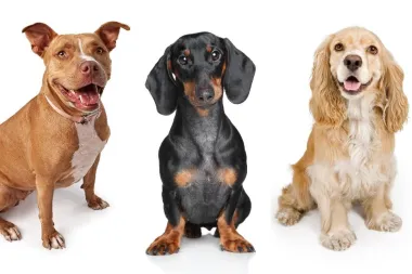 Pit bull ili koker španijel? Otkrij koja pasmina najbolje ide uz tvoju osobnost prema horoskopu