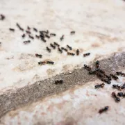 Muče te mravi? Evo kako ih se riješiti na prirodan i jeftin način