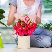 Svekrvin jezik ili zmajevac? Ove biljke ćeš zavoljeti jer osim što ukrašavaju dom, one i čiste zrak u sobi