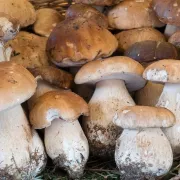 Znate li kako pravilno zamrznuti vrganje?