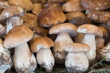 Znate li kako pravilno zamrznuti vrganje?