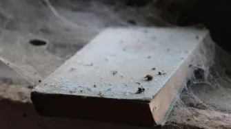 Kako očistiti fasadu od paučine?