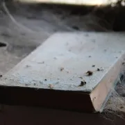 Kako očistiti fasadu od paučine?