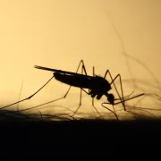 Do zuba se naoružaj za borbu protiv krvopija: Evo što sve tjera komarce