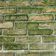 Kako nastaje plijesan na zidovima?