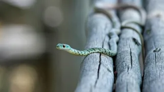 Kako se provodi zaštita kuće od zmija