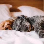 Ne voliš puno šetati? Ovo su savršeni psi za tebe - malo hodaju, puno se maze