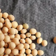 Koje je najbolje vrijeme za sijanje soje?