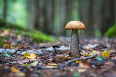 Sušeni vrganji kao odličan dodatak tjestenini
