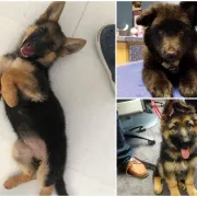 Sve što nam treba da nam popravi dan su ovi preslatki štenci njemačkog ovčara