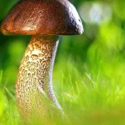 Znate li kako očistiti vrganje?