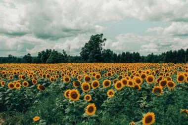 Znate li koje je vrelište suncokretovog ulja?