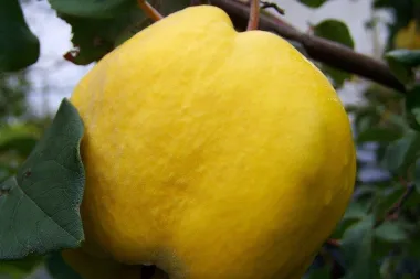 Nezaboravni okusi djetinjstva - sir od dunja?