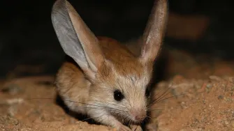 Dnevna doza slatkoće: Znaš li što je jerboa? Izgleda kao mješanac miša, zeca i klokana