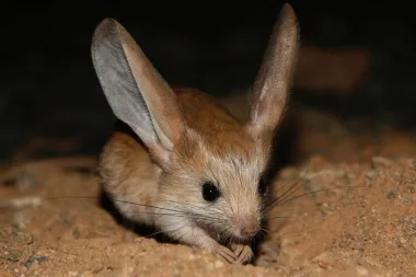 Dnevna doza slatkoće: Znaš li što je jerboa? Izgleda kao mješanac miša, zeca i klokana