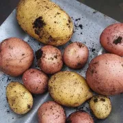 Znate li kolika je vegetacija krumpira?
