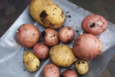 Znate li kolika je vegetacija krumpira?