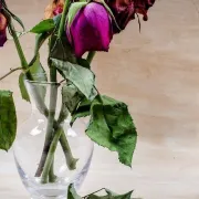 Savjeti kako oporaviti cvijeće