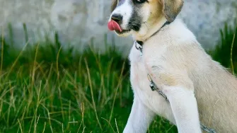 Savjeti veterinara - Zašto pas jede travu