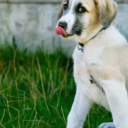 Savjeti veterinara - Za&scaron;to pas jede travu