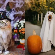 Pas kao duh, a mačka kao vještica? I oni se mogu 'maskirati' za Halloween